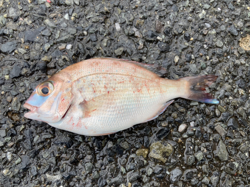 マダイの釣果