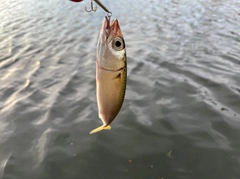 サバの釣果