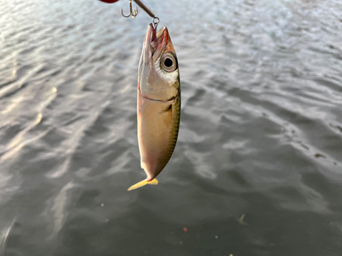 サバの釣果