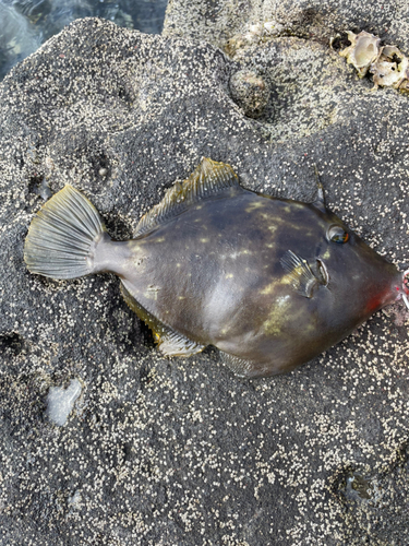 カワハギの釣果