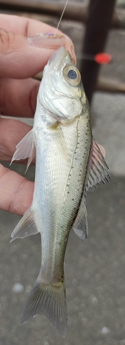 ハゼの釣果