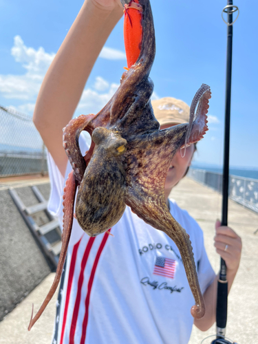 タコの釣果