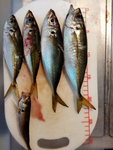 アジの釣果