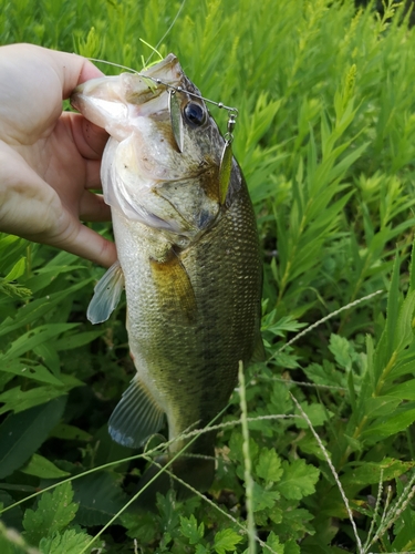 ブラックバスの釣果