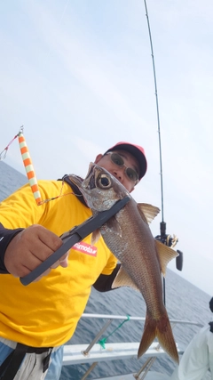 クロムツの釣果