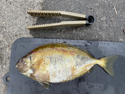 アイゴの釣果