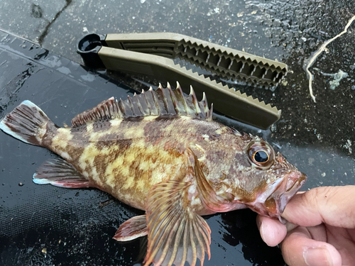 カサゴの釣果