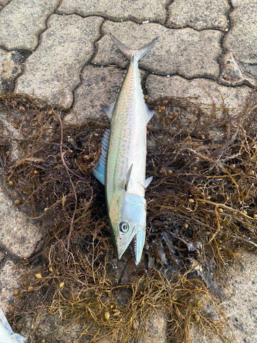 サゴシの釣果