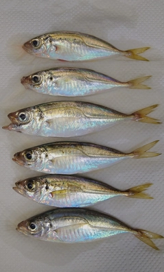 アジの釣果