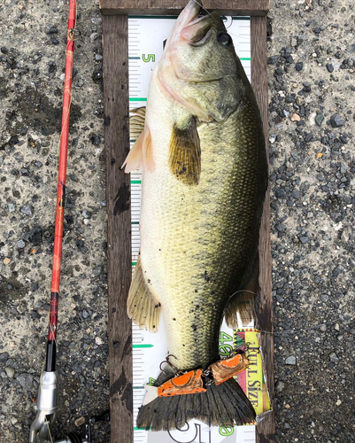 ブラックバスの釣果