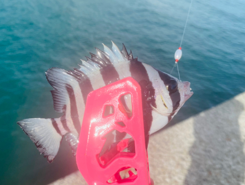 サンバソウの釣果