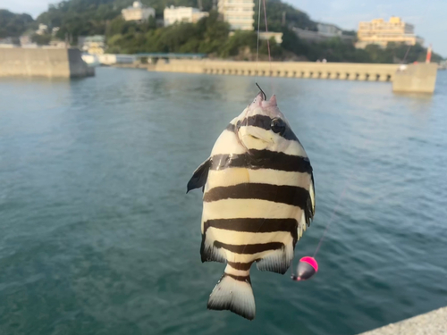 サンバソウの釣果