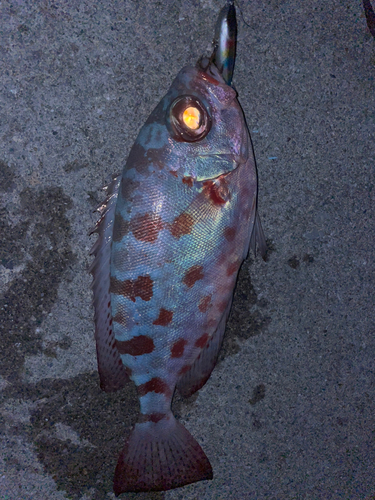 キントキダイの釣果