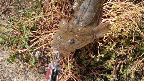 マゴチの釣果