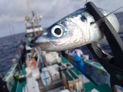 ムロアジの釣果