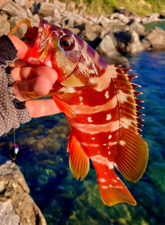 アカハタの釣果