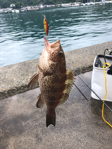 オオモンハタの釣果