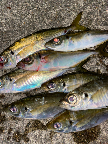 アジの釣果