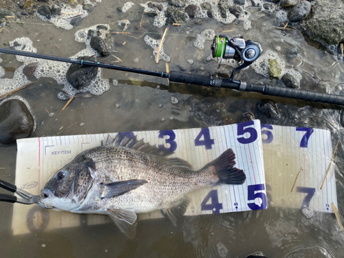 クロダイの釣果