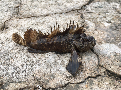 オニオコゼの釣果