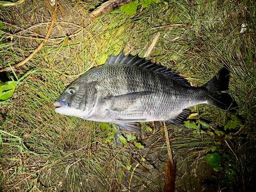 チヌの釣果