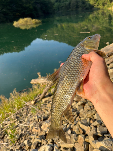 ニゴイの釣果