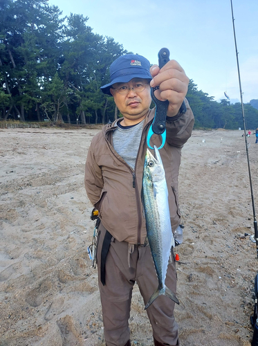 サゴシの釣果