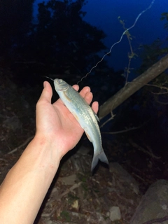 ウグイの釣果