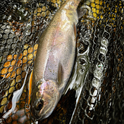 ニジマスの釣果