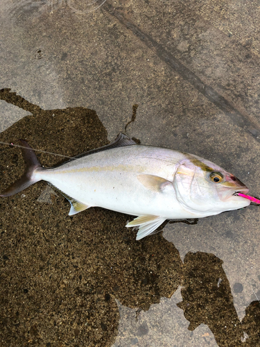 ショゴの釣果