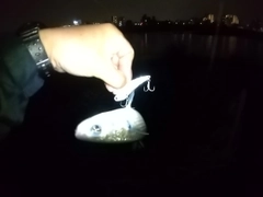 ボラの釣果
