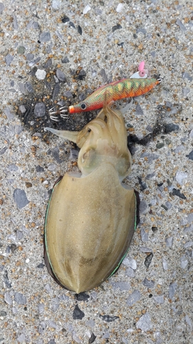 モンゴウイカの釣果