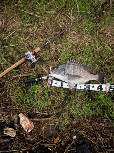 チヌの釣果