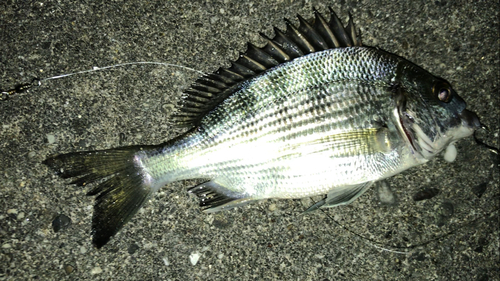 クロダイの釣果