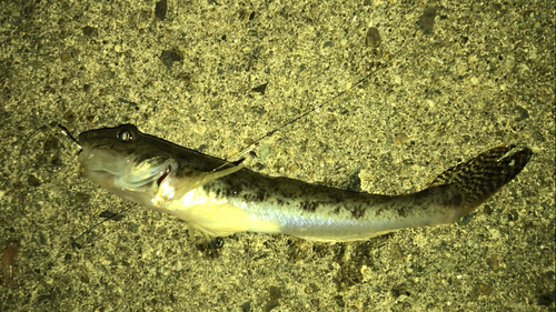 マハゼの釣果