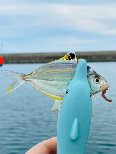 ヒイラギの釣果