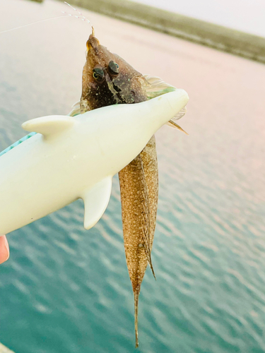 コチの釣果