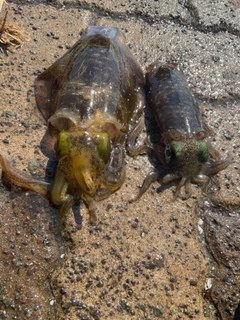 アオリイカの釣果