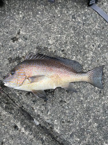 コロダイの釣果