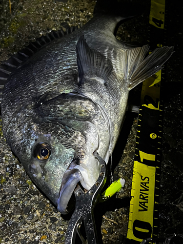 チヌの釣果