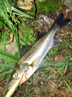 セイゴ（マルスズキ）の釣果