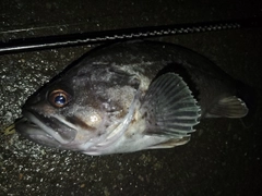 クロソイの釣果