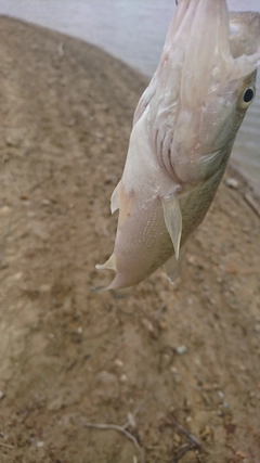 ブラックバスの釣果