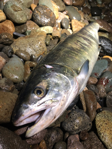 サケの釣果