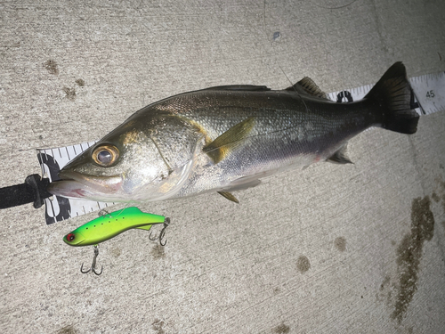 シーバスの釣果