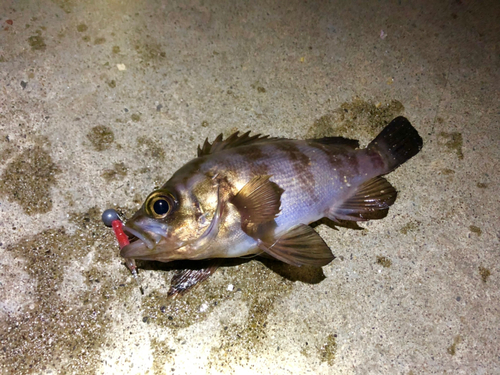 メバルの釣果