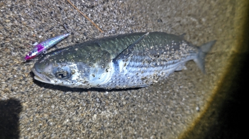 ボラの釣果