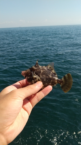 カワハギの釣果