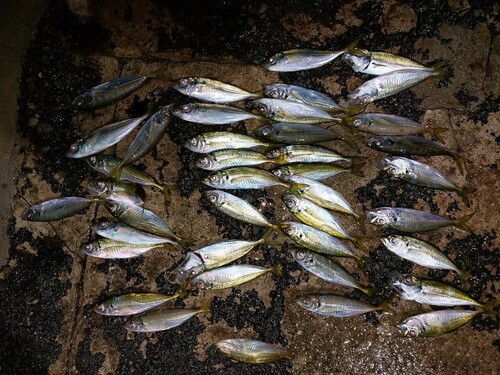 アジの釣果