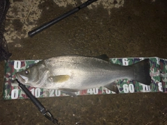 シーバスの釣果